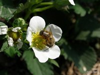 Murarka na truskawce 2